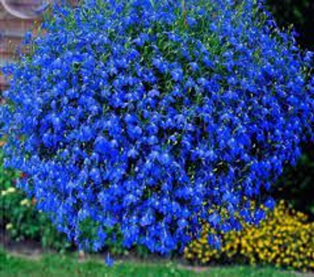 Lobelia Trailing - Fountain Dark Blue: 9 Plants (Ref: K)