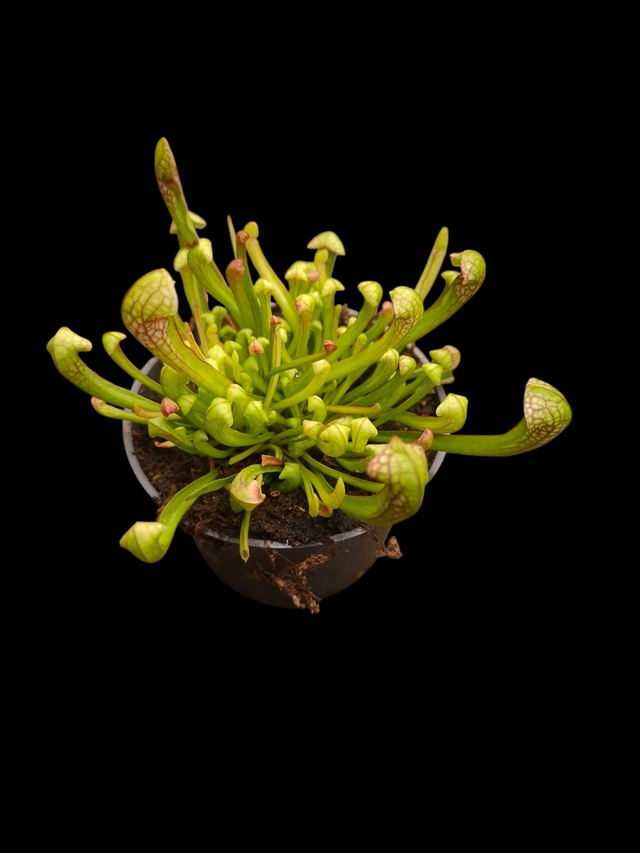 Sarracenia x &#039;Wrigleyana