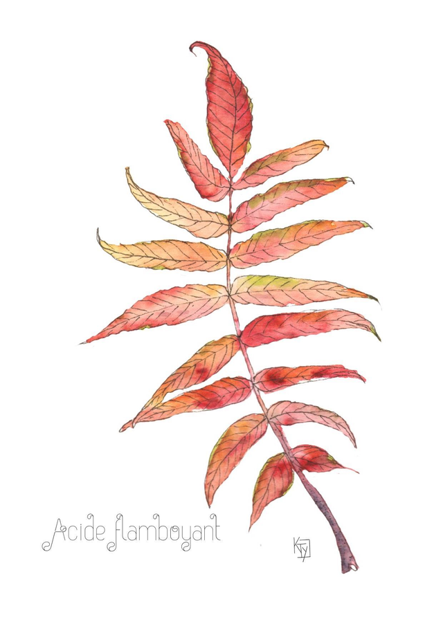 Sumac "Acide flamboyant"