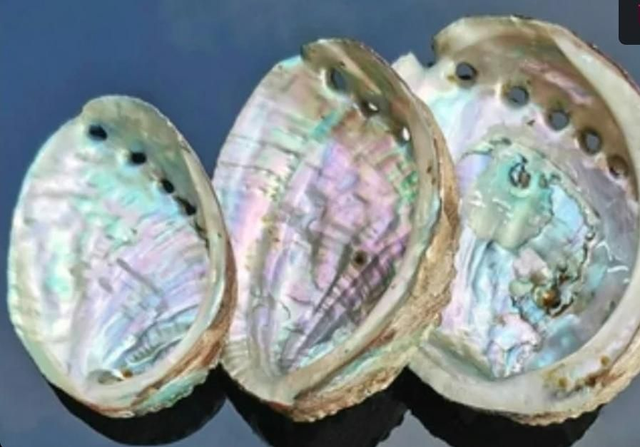 Abalone Shell + Tripod Stand