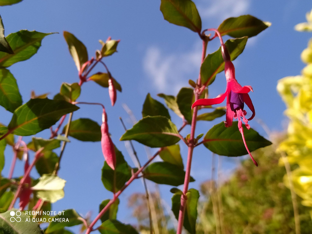 Fuchsia Magellanica - 1ltr pot