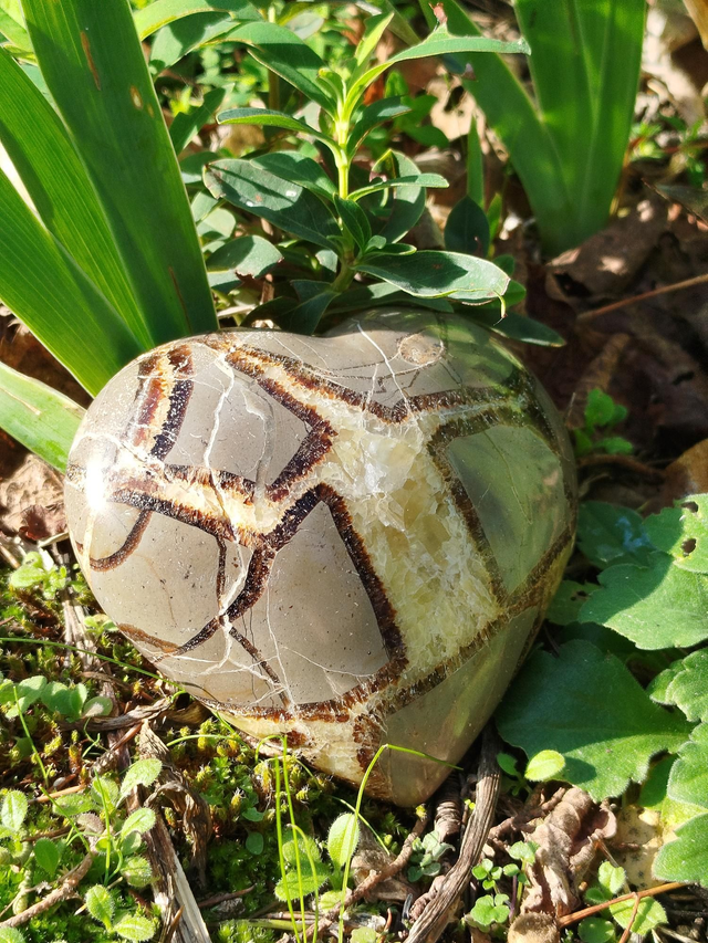 Septaria coeur 
