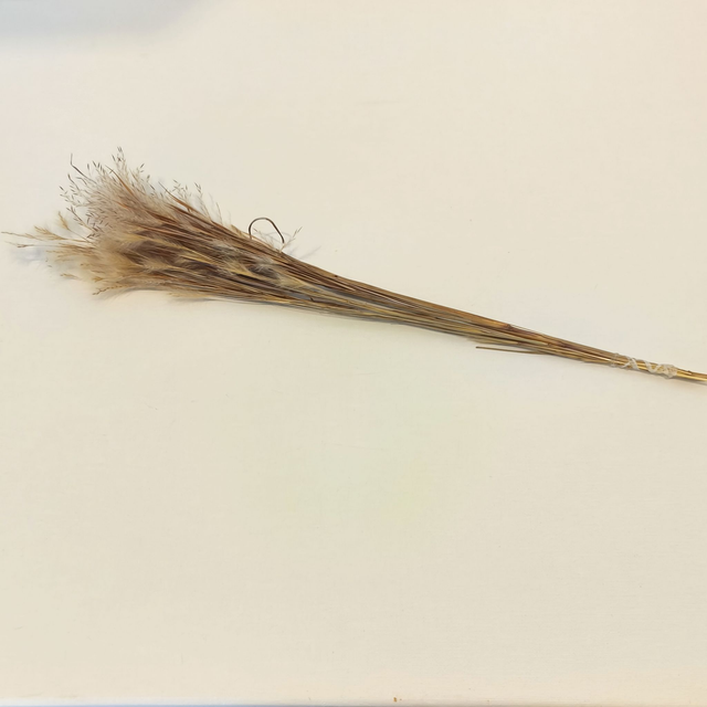 Plumeau sec – Herbe douce et vaporeuse pour bouquets secs et décoration naturelle