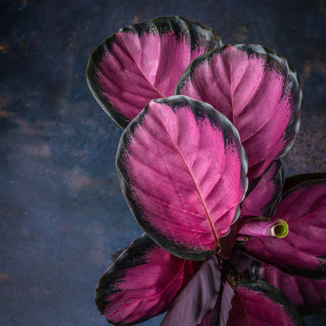 Calathea Roseopicta Chrimson (store collection only at checkout)