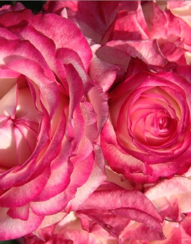 T03 . Rosa la Minuete, varietà Floribunda