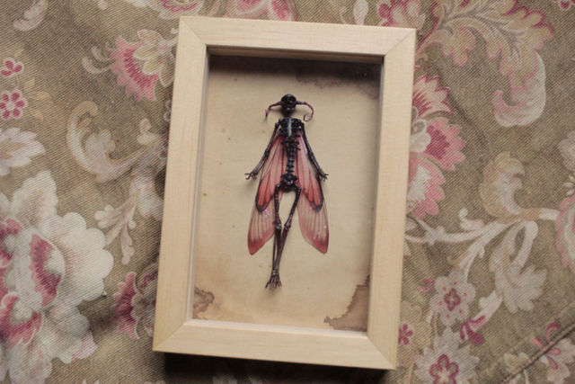 Squelette de Fée Cornue Pourpre