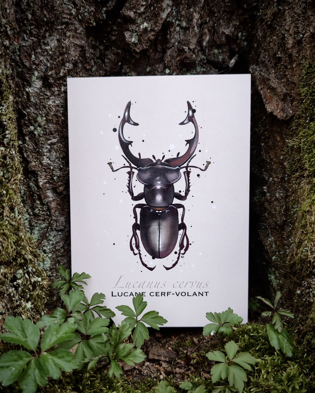 Lucane cerf-volant - Carte format A6