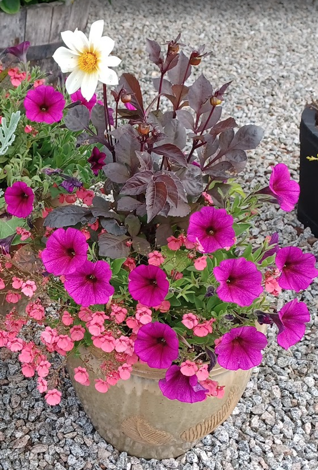 Dahlia Diablo mixed