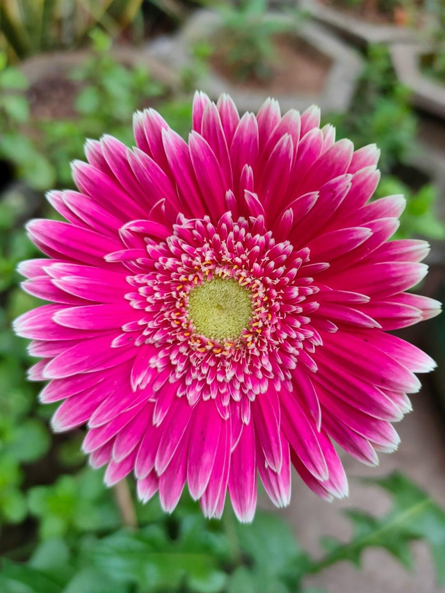 Gerbera