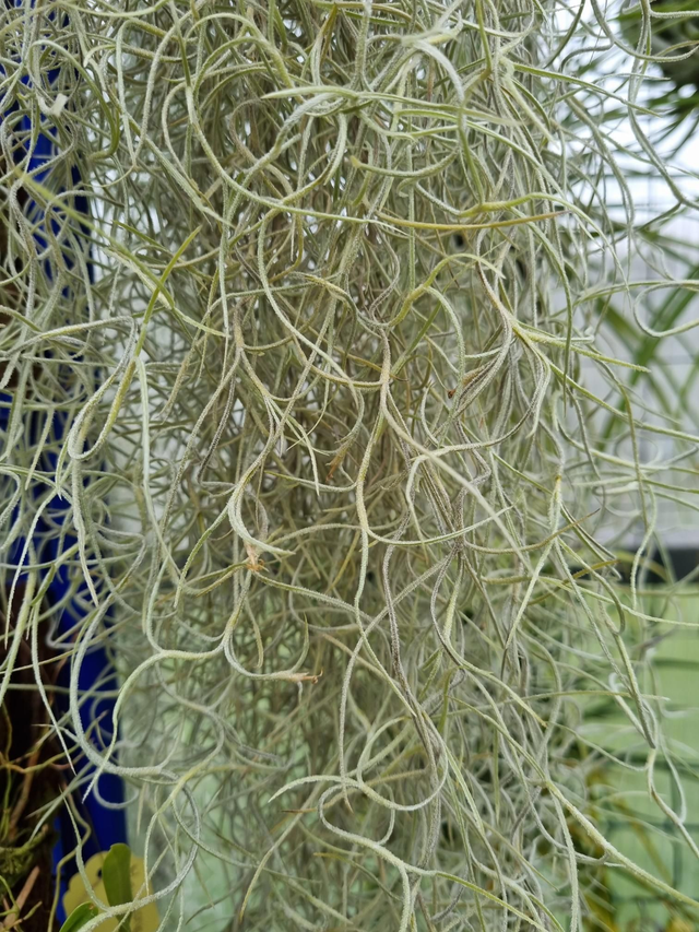 Tillandsia usneoides argenté feuilles fines