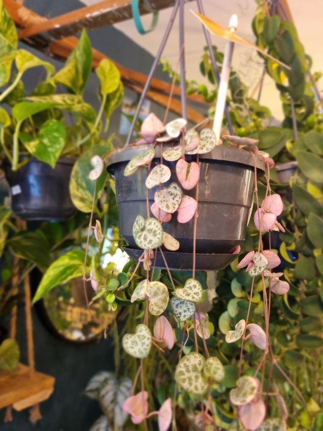 Variegated string of hearts in 10cm pot 