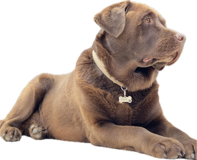 Médaille en acier personnalisé pour animal 