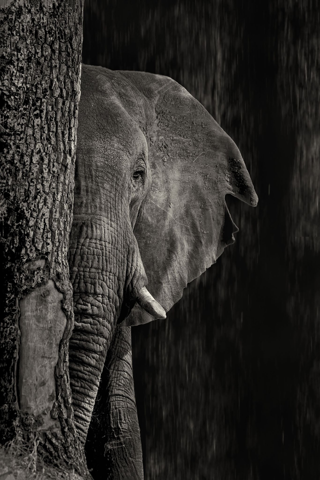 Tirage Dibond Black Ellies :"Hidden"