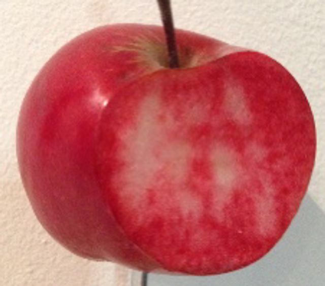 Primazensentrum  - scion 1 an - racines nues