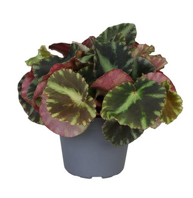 A06 . Begonia cleopatrae