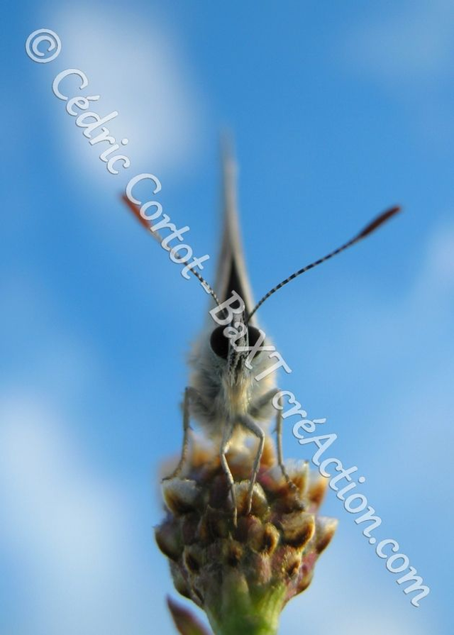 2 - Carte postale - Le petit monde du Vivant (Ref IMG_5579)