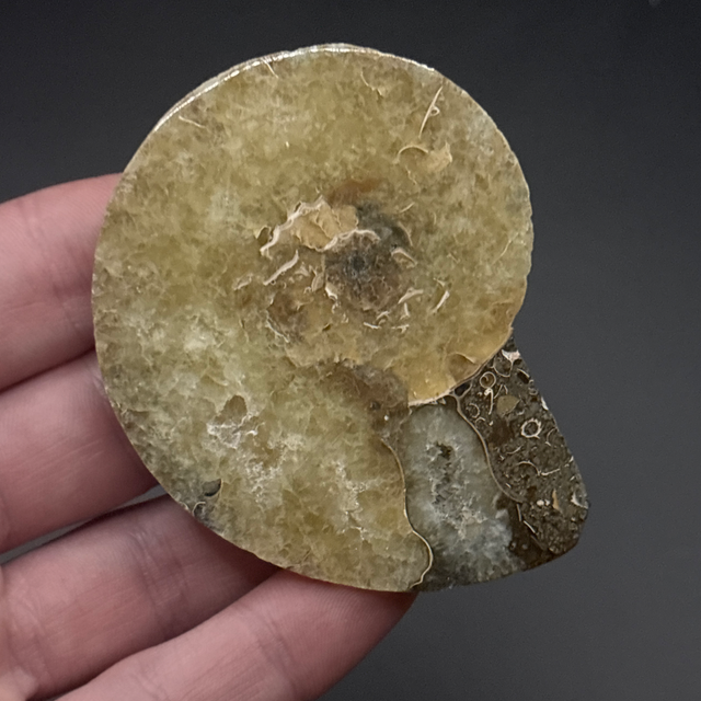 Cleoniceras Ammonite (Cut &amp; Polished)