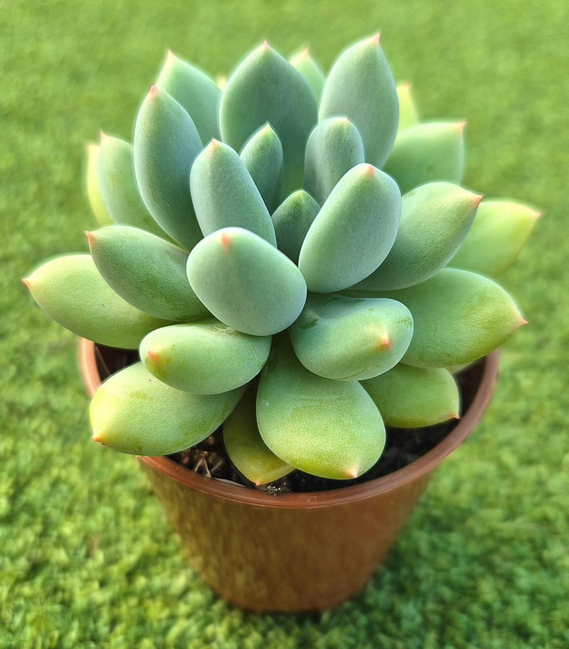 Pachyveria &#039;Jewel Tones&#039;