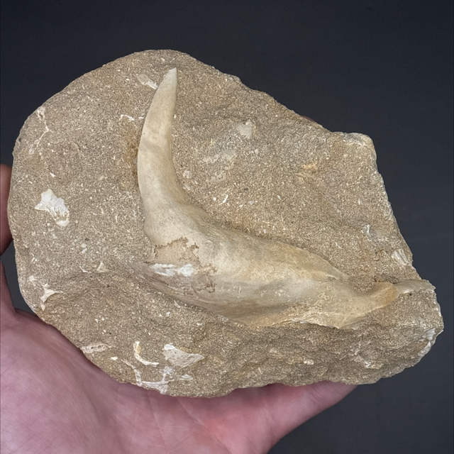 Enchodus Fish Jaw