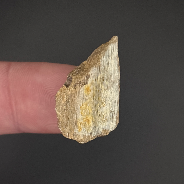 Ichthyosaur Bone Fragment