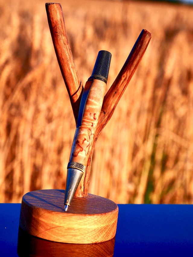 Sirius bille Bouleau Madré 