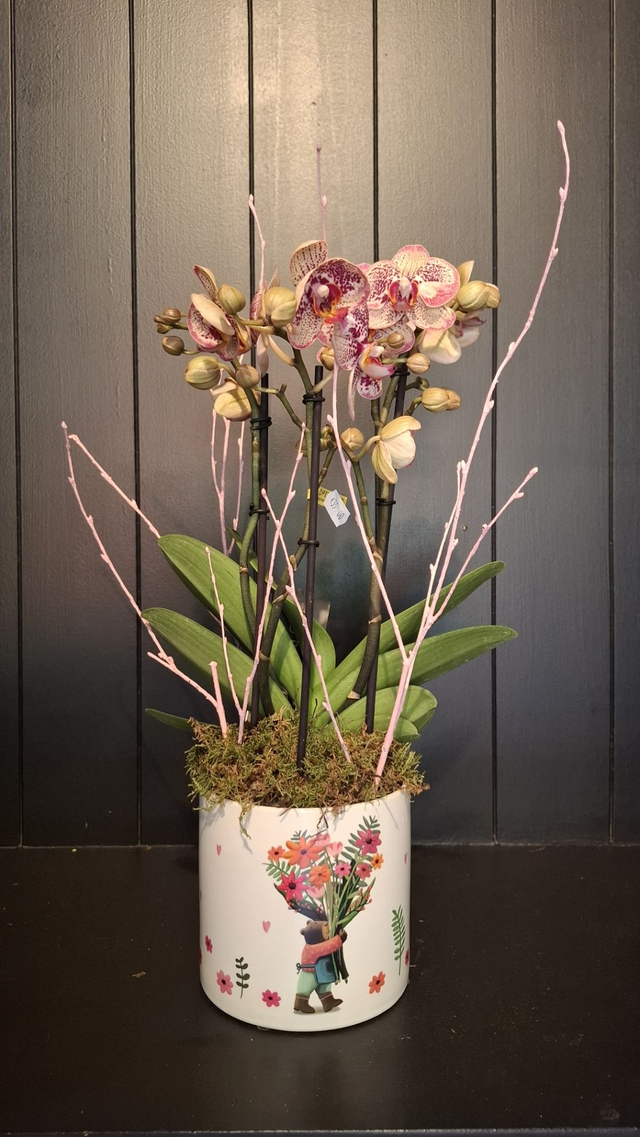 Orchidee