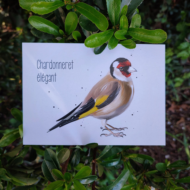 CHARDONNERET ÉLÉGANT - Carte format A6