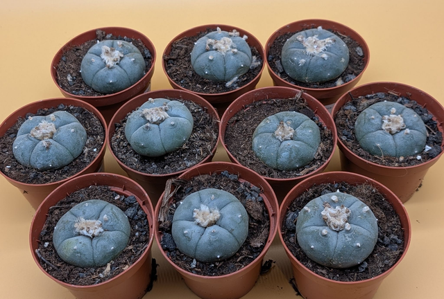 Lophophora Williamsii