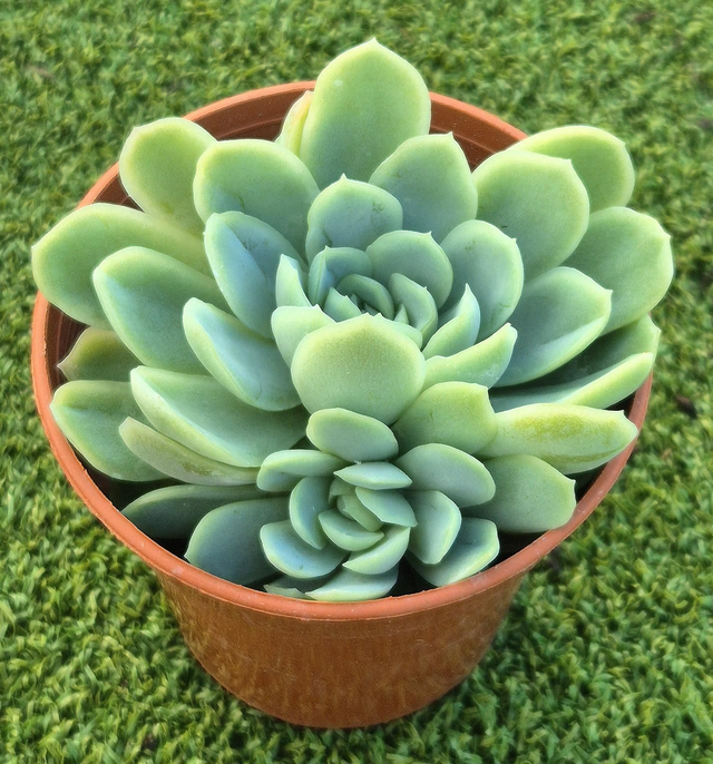 Echeveria elegans - Mexican Snowball 