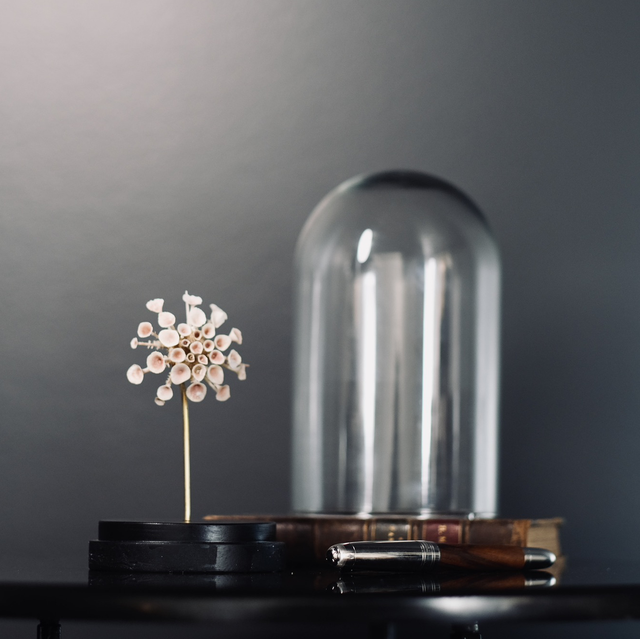 Oursin parasol sous globe  