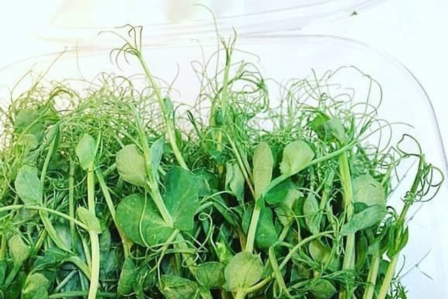 Tendril Pea Microgreens