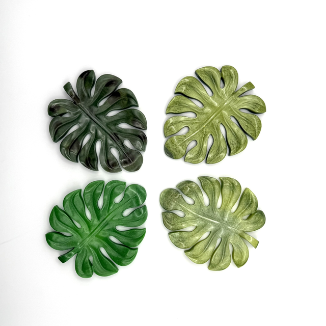 Lot mini Monstera sous tasse 