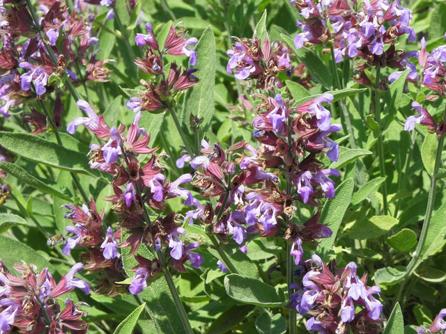 Sauge officinale (Salvia officinalis )