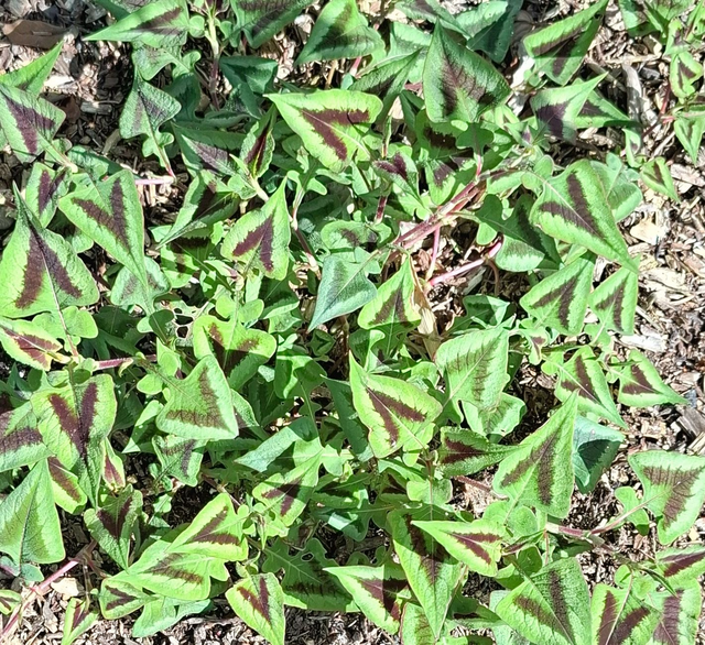 Persicaria runcinata &#039;Purple fantasy&#039; 1 litre