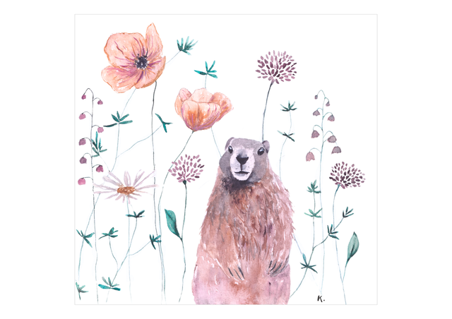 marmotte