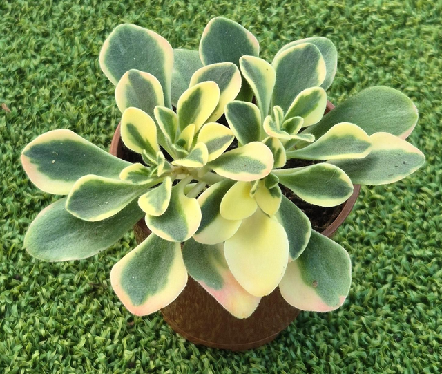 Aichryson x aizoides 'variegata'