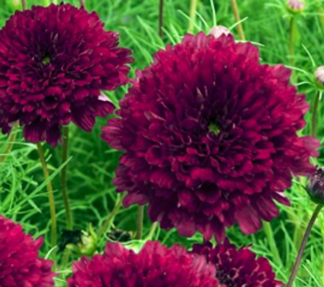 Cosmos Double Click Cranberries