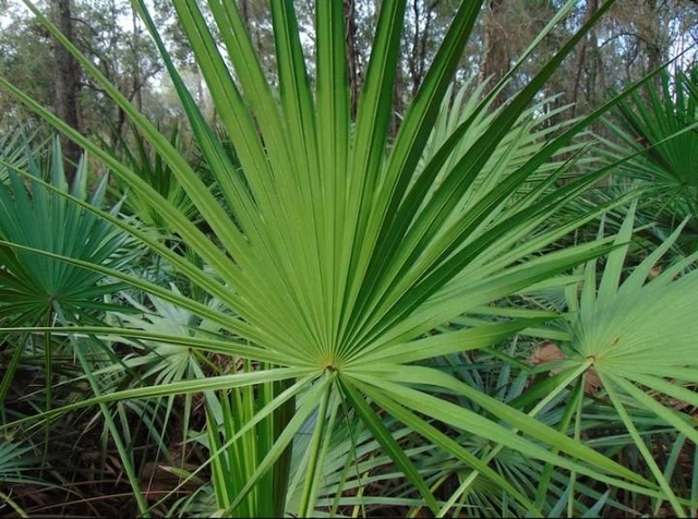 Zaagblad en bessen 70 Caos. á 300 mg