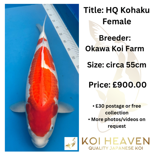 kohaku（完熟梅） 紀州小梅白干し kohaku」のお得通販｜Kuradashi(クラダシ)で