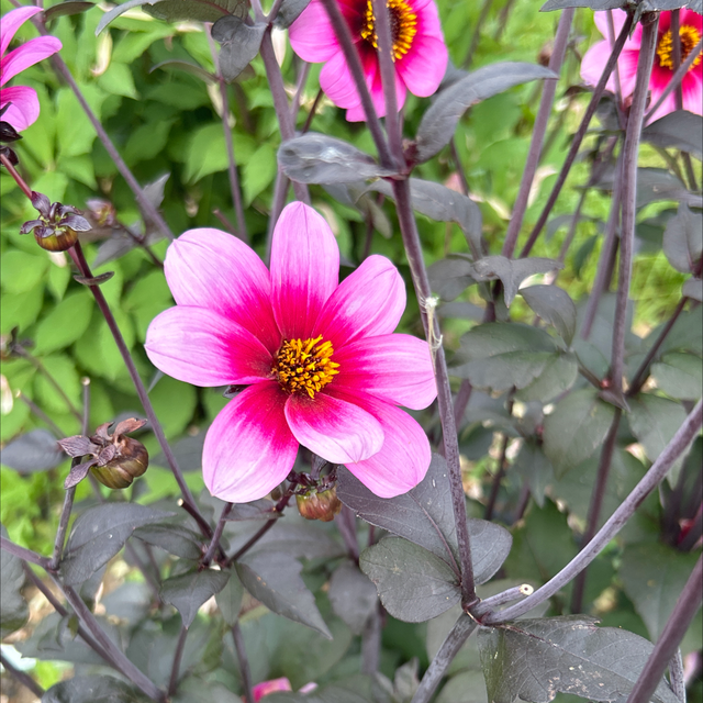 Wishes ‘n’ Dreams 345