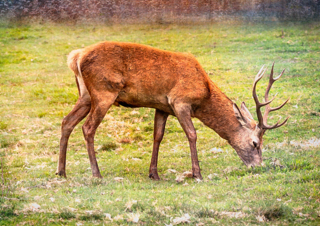 Stag Grazing