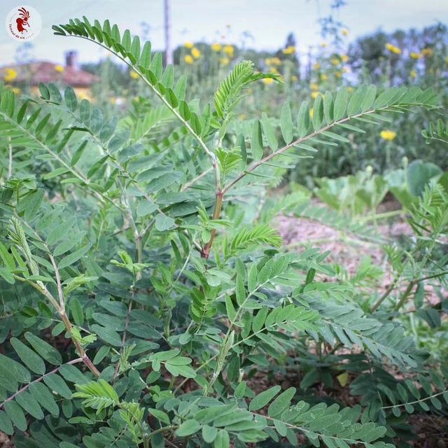 Astragale du Canada Bio - Astragalus canadensis
