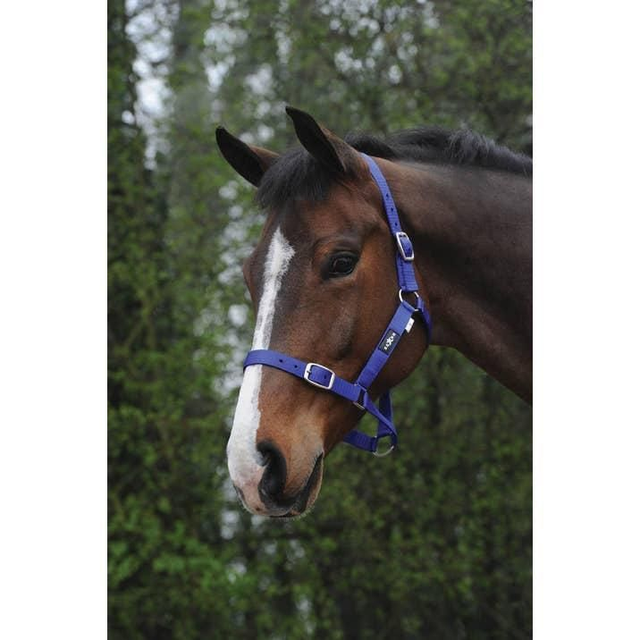 Saxon Economy Headcollar