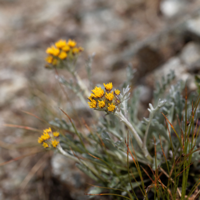 GENEPI GALET FONDANT