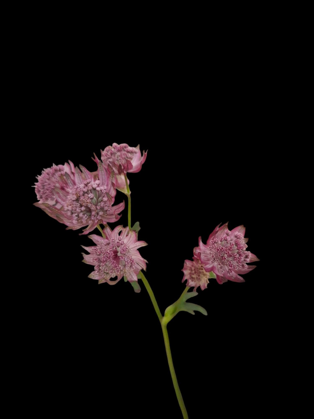 Astrantia major &#039;Red Joyce&#039; P11 (1.3 litre)