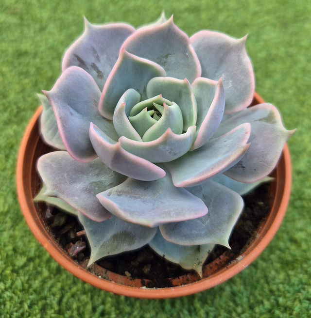 Echeveria 'Lotus'
