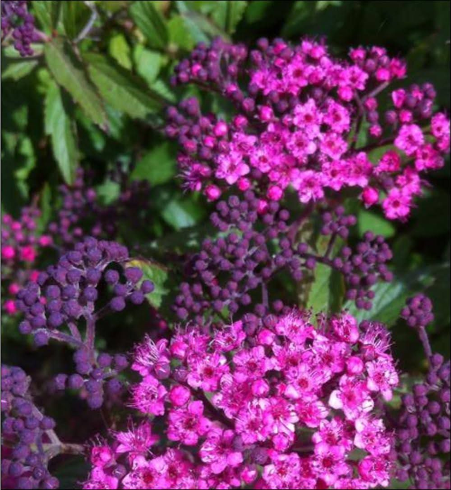 Spiraea bumalda `Anthony waterer` - 1ltr pot