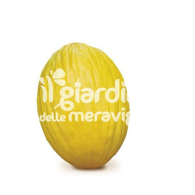 O04. Melone giallo in Pack da 6 piantine