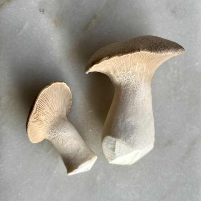 Konings oesterzwam BIO (Pleurotus eryngii)