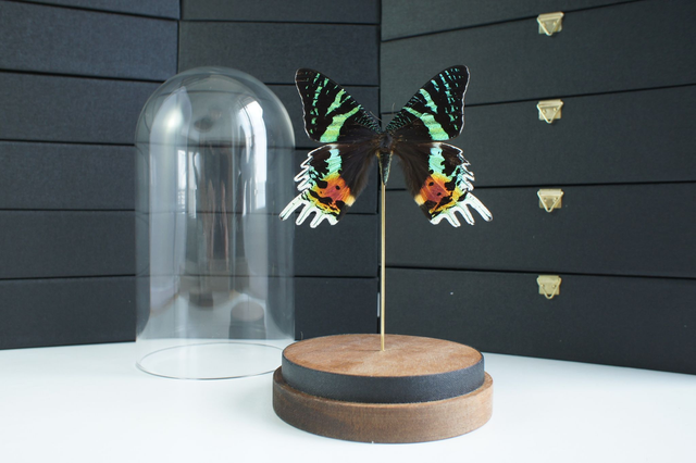 Chrysiridia rhipheus (recto)